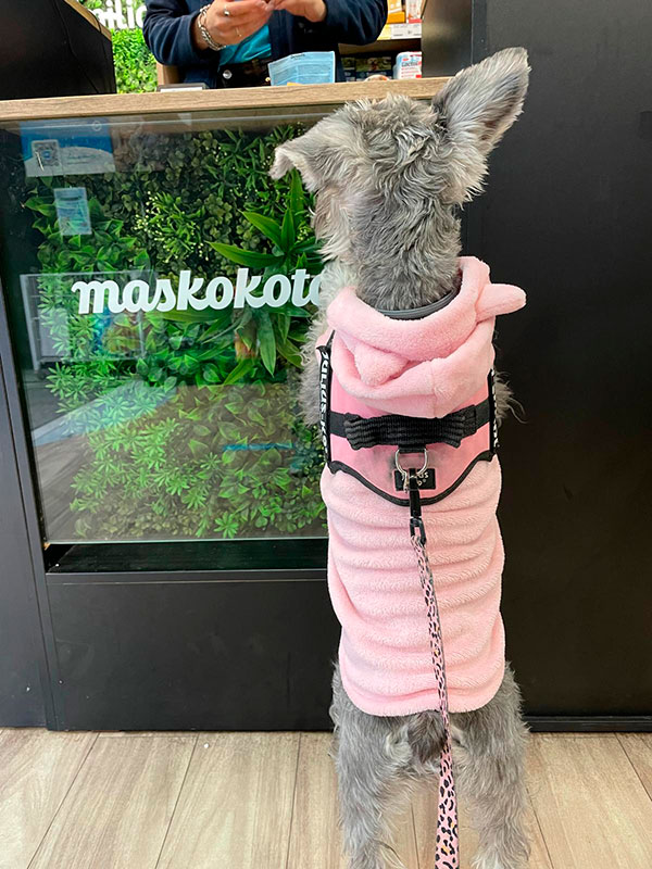 Tienda para comprar Barf para perros en Madrid Tienda para comprar Barf para perros en Madrid