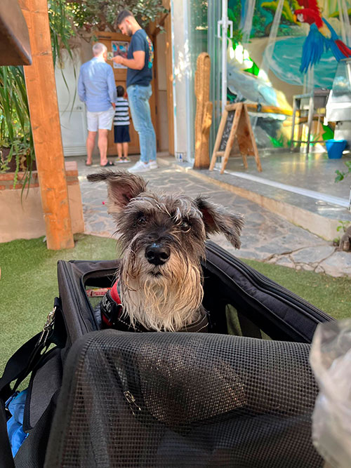 Perro dentro de su transportín, en el interior del Chiringuito El Kalifato, Benalmádena, Málaga.