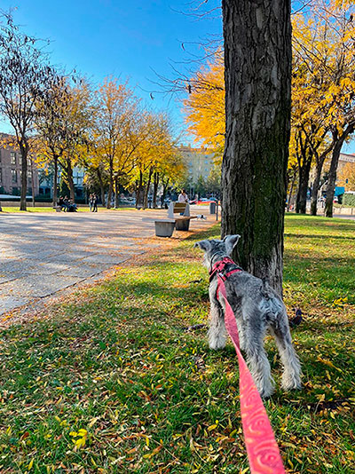 Parque para perros - Madrío Río Puente de Toledo