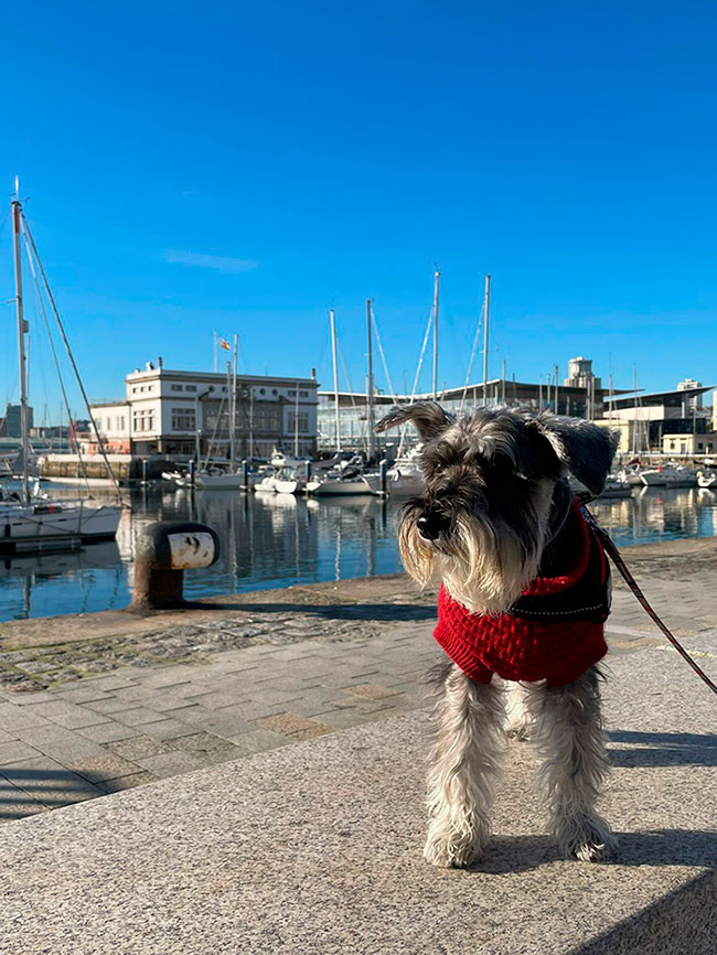 Perro en el  Paseo de Riazor A Coruña