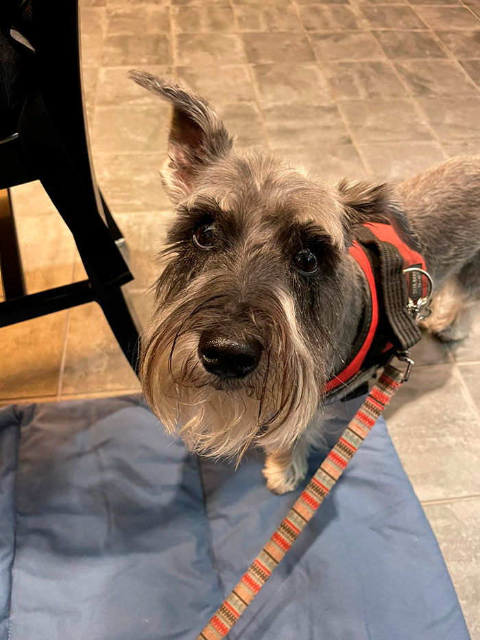 Tostado Madrid Pet friendly