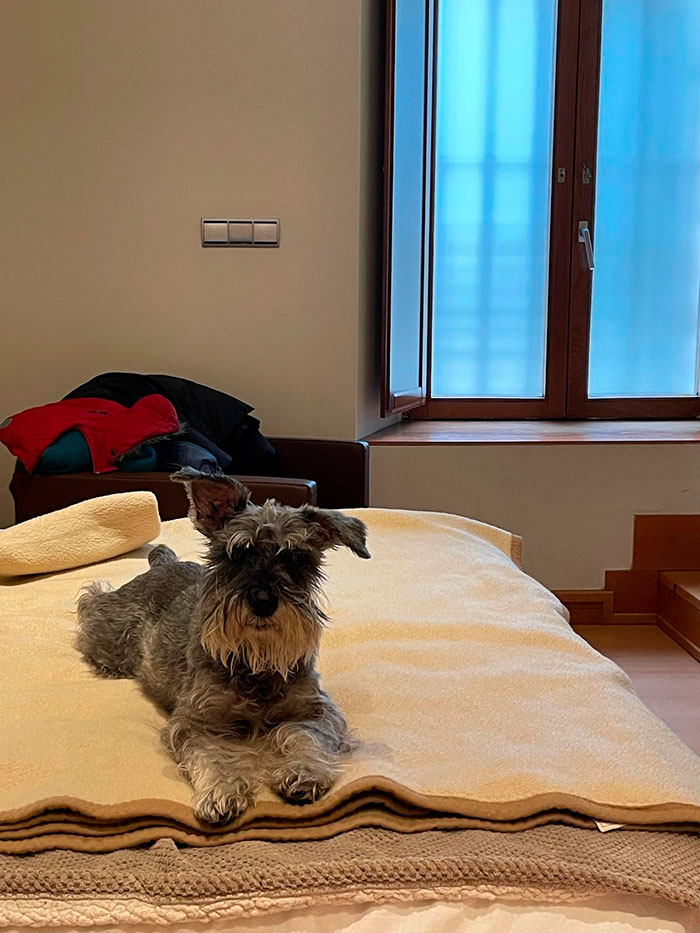 Perro en alojamiento friendly