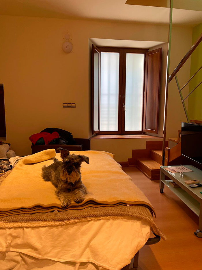 Perro en el interior apartamento pet friendly María Luisa en Burgos