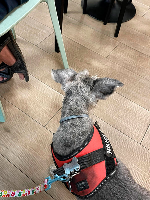 Perro en el interior de Arrecende Café Vigo