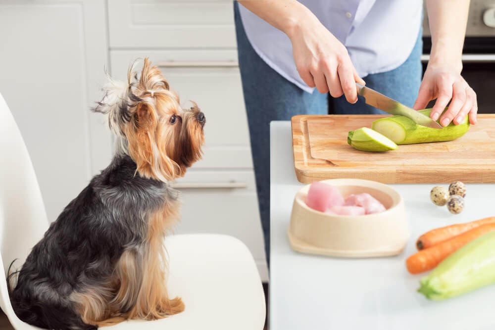 asesoramiento nutricional online perros