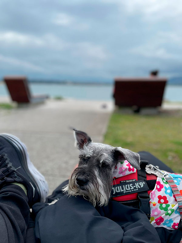 Jardines de Pereda - Santander con perros