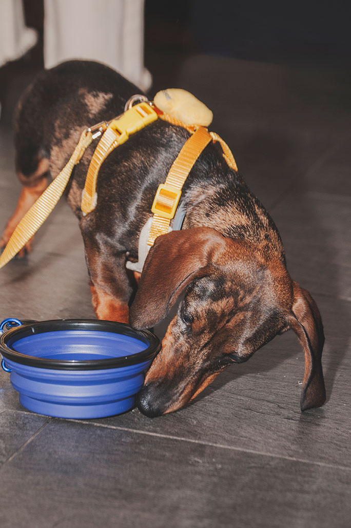 bebedero plegable para perros bebedero plegable para perros