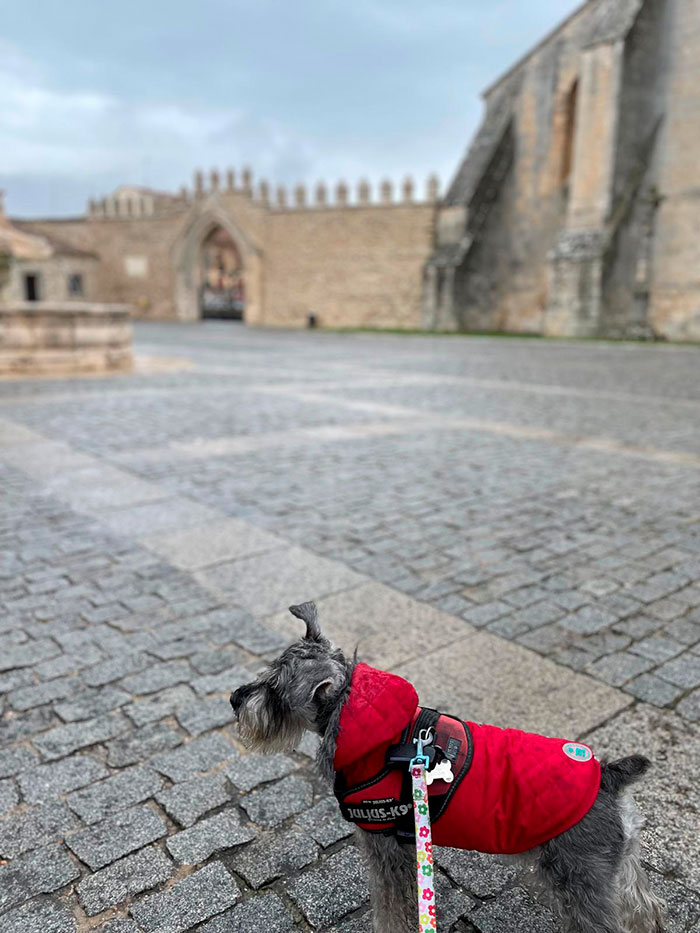 Perro paseando por la ciudad de Burgos, Castilla y León