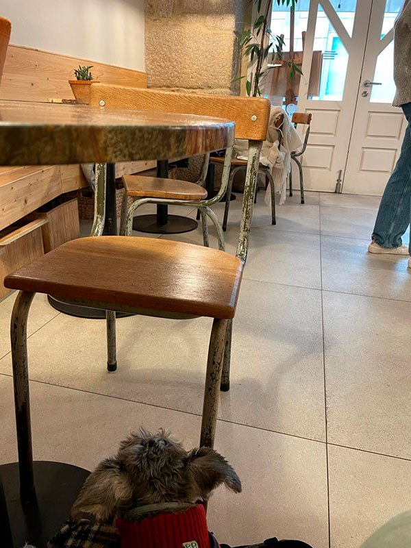 Perro en el interior de Wacco Café - Cafetería Pet friendly en A Coruña
