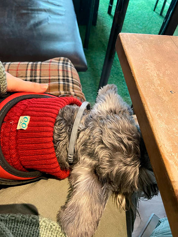 Perro en el interior de Caffé Latte - Cafetería Pet friendly en A Coruña