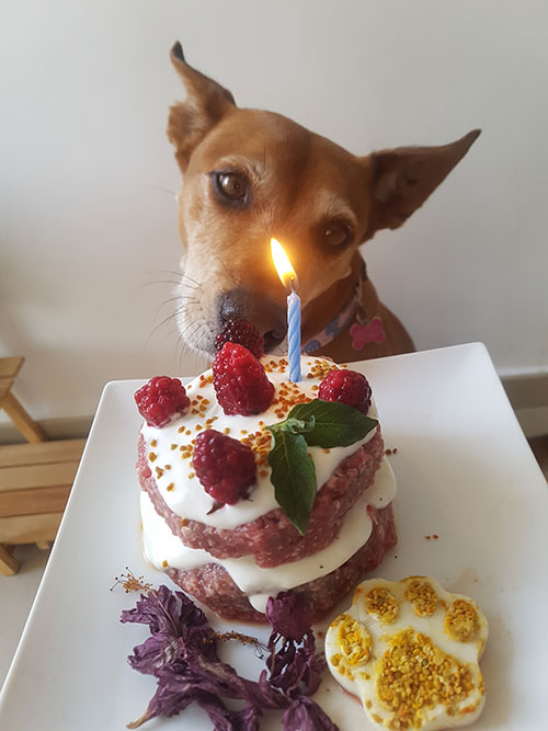 tarta de cumpleaños dieta barf