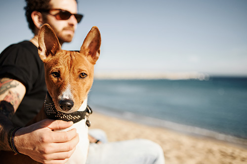 normas para ir a la playa con perros en España