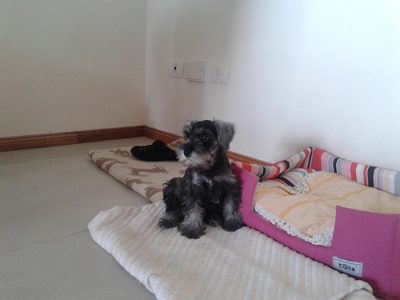 cuántas vacunas necesita un cachorro para salir a la calle