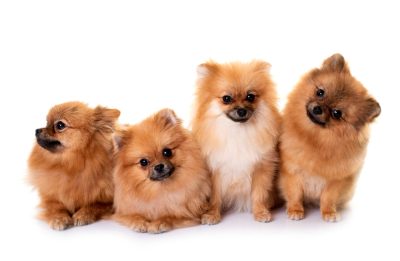 cuidados cachorro pomerania 2 meses