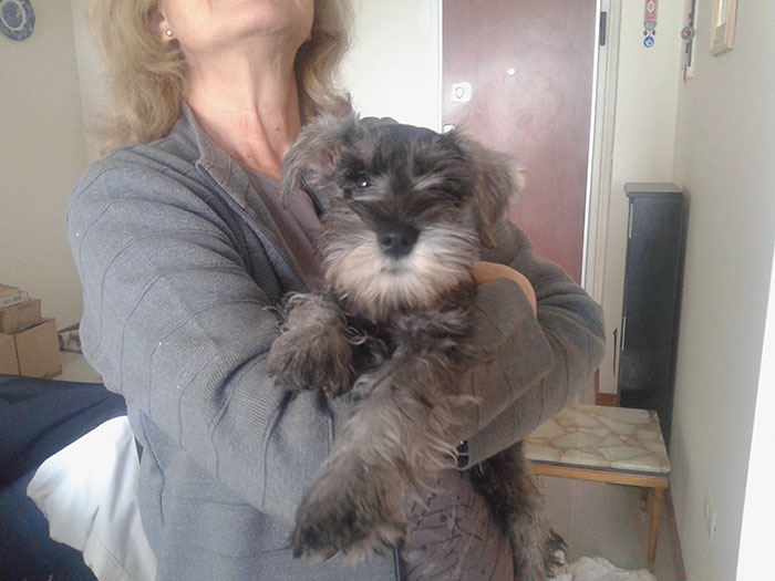 Cuidados cachorro schnauzer miniatura 2 meses