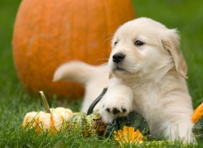 Cuidados cachorros Golden Retriever 2 meses