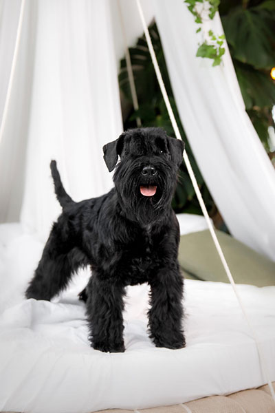 cuidados pelaje cachorros schnauzer miniatura 