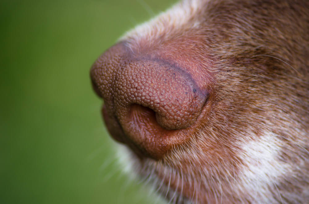 dermatitis en perros por picadura de moscas