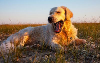 Displasia Golden Retriever síntomas