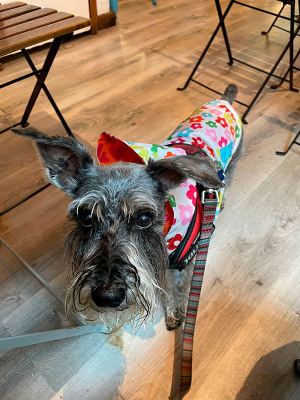Perro en el interior de Restaurante pet friendly en Santander