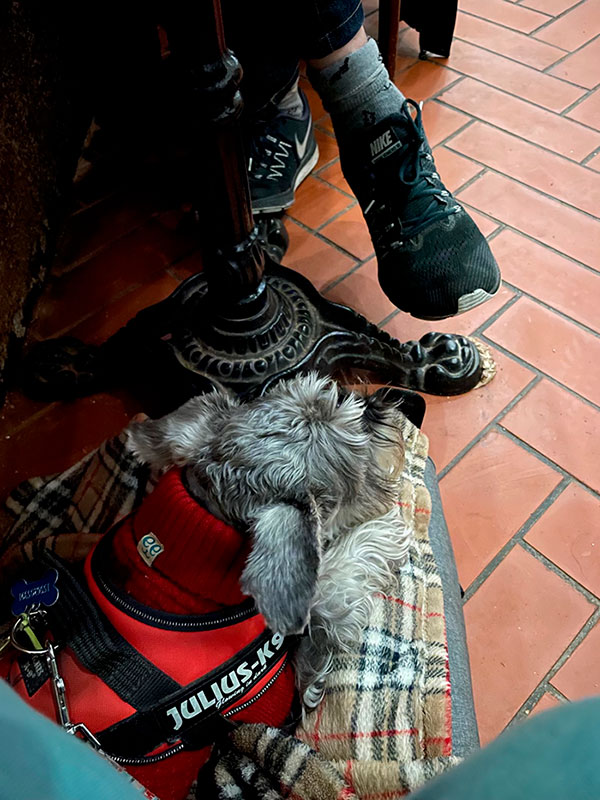 Perro en el interior del Restaurante El Valentín en A Coruña