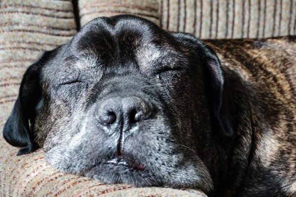 enfermedades comunes de perros ancianos