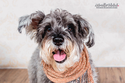 Epilepsia perros tratamiento