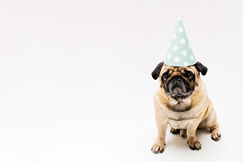 cumpleaños para perros