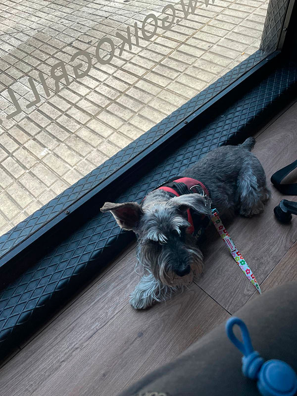 Perro en el interior de Goiko Pet friendly Vigo