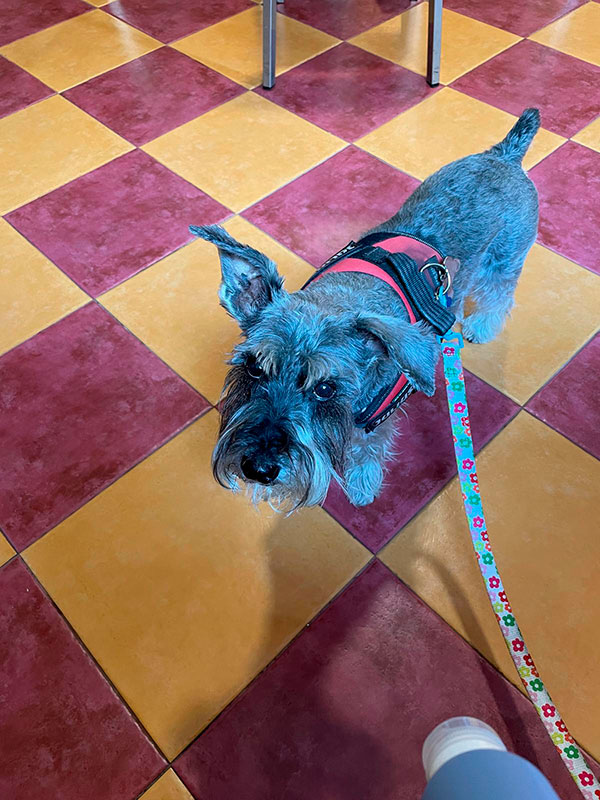 Perro en el interior del Bar Iemanjá en Vigo