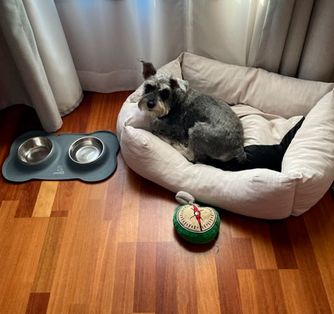 Elementos clave de un kit de bienvenida para perros Elementos clave de un kit de bienvenida para perros