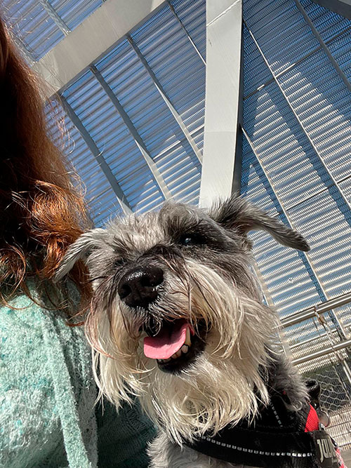 Madrid con perro