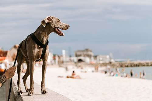 mejores playas para perros málaga