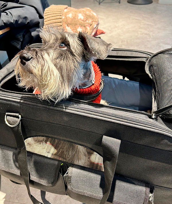 Perro pequeño en transportín apto para viajar en coche