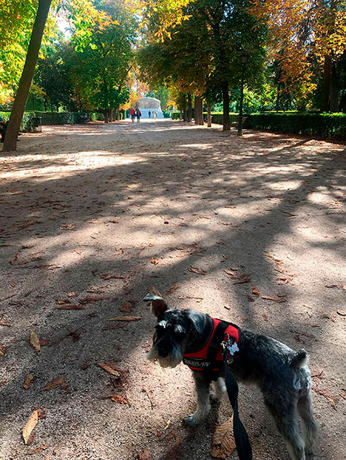 Parque para perros en Madrid - Parque del Retiro