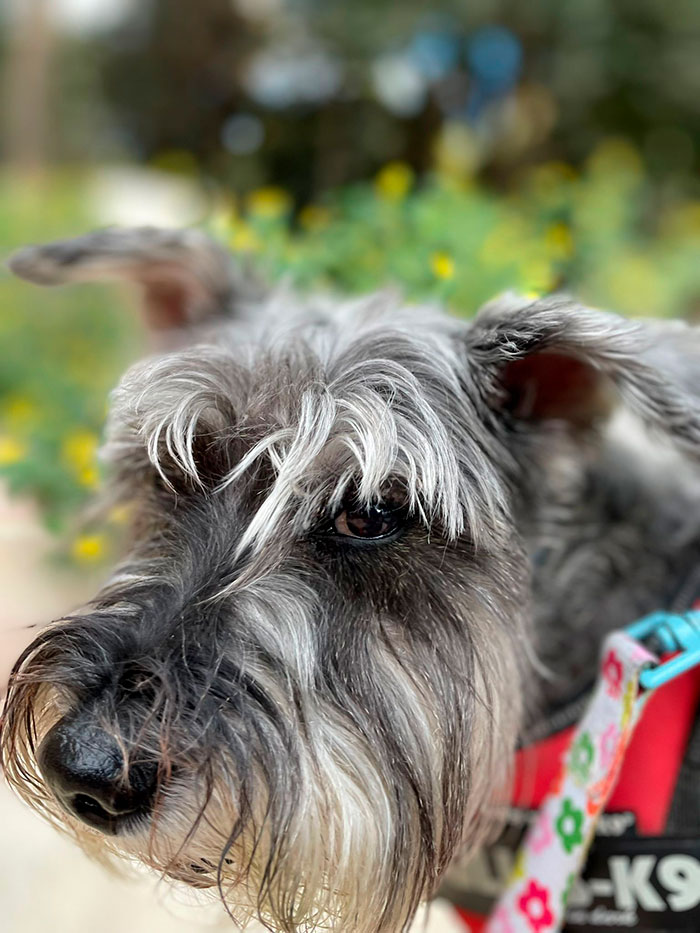 Parques caninos Málaga