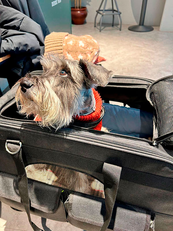 Perros transporte público en Madrid