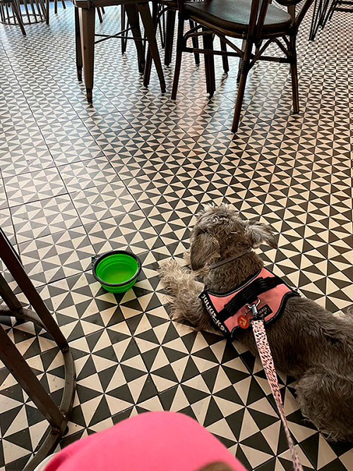 Cafetería pet friendly Madrid verano