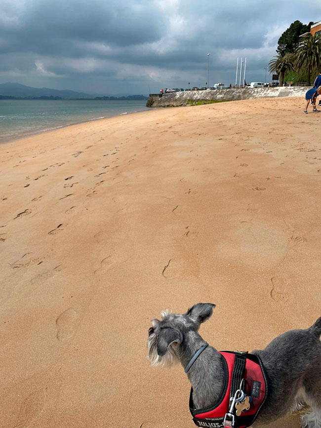 Playa de los Peligros - Santander con perro