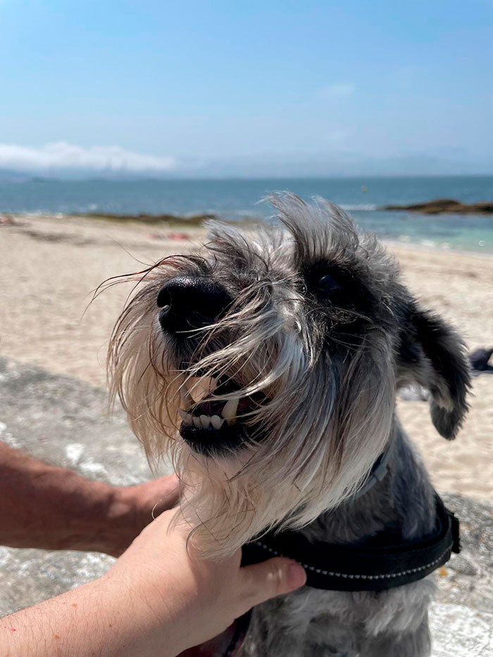 Perro en las playas de Galicia