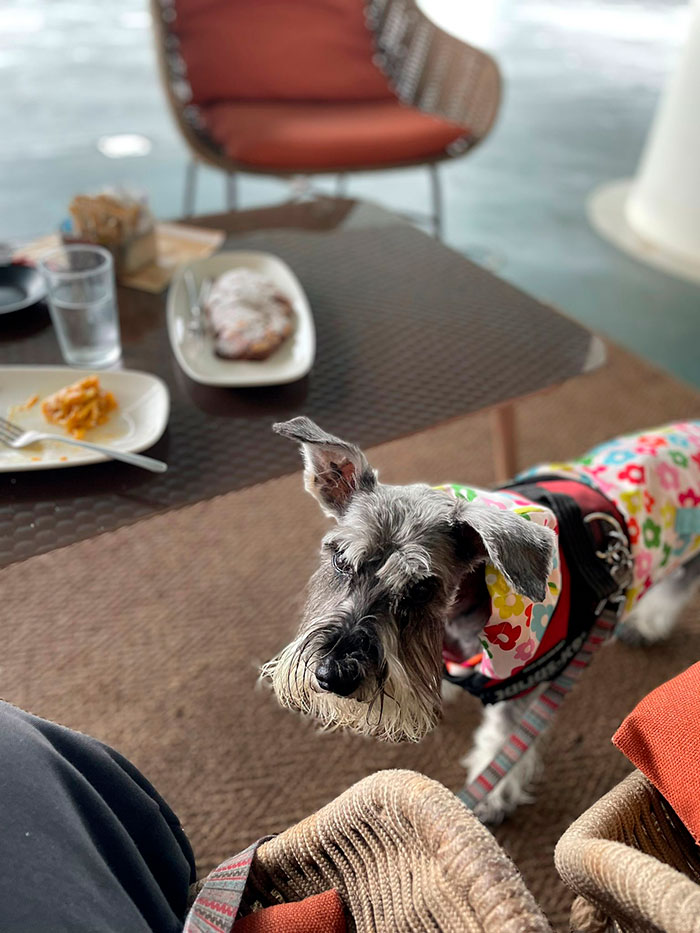 Restaurantes que admiten perros en Santander