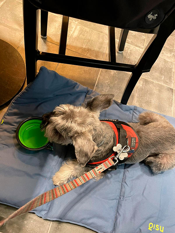 restaurantes pet friendly Madrid