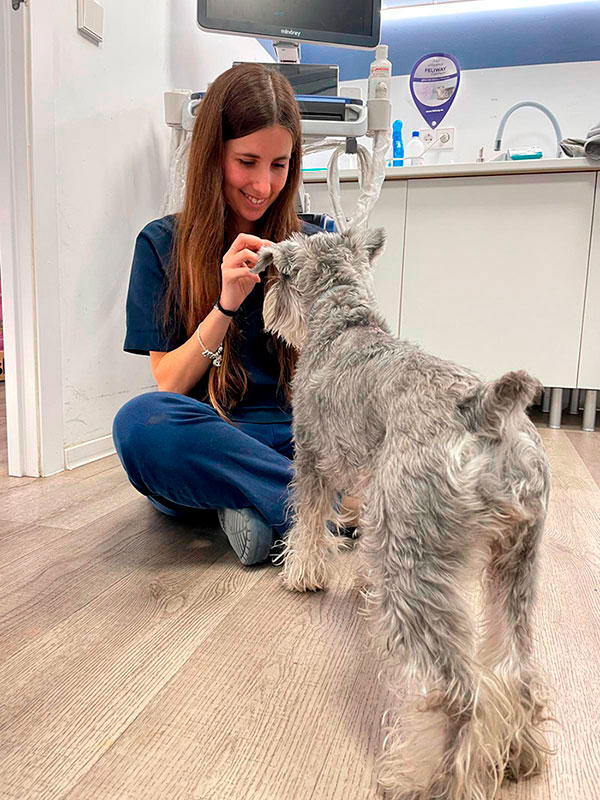 Revisión veterinaria a un perro para viajar