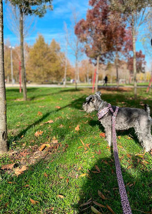 Rutas de senderismo cerca de Madrid para ir con perros