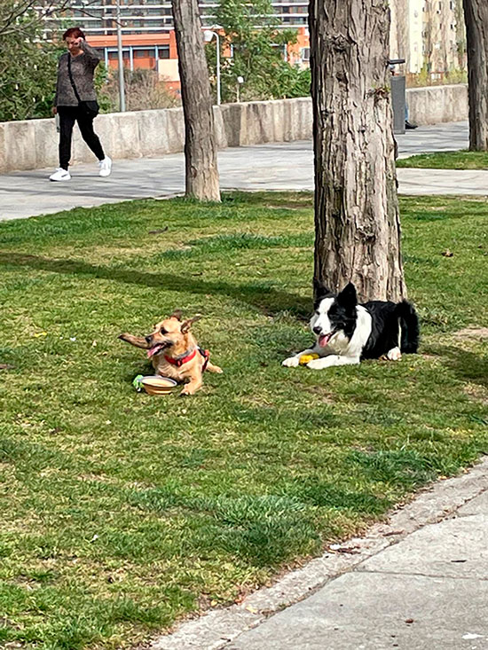 Rutas con perros cerca de Madrid