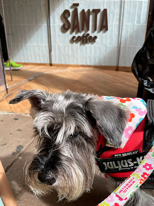 Perro en terraza de Santa Coffee en Málaga, Soho