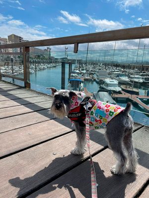 Viajar a Santander con perro en tren