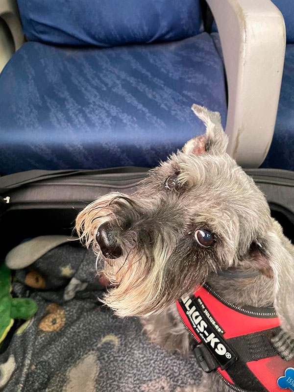 Perro en transportín viajando en tren por RENFE por España Perro en transportín viajando en tren por RENFE por España