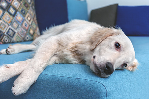 seguros veterinarios para perros en españa