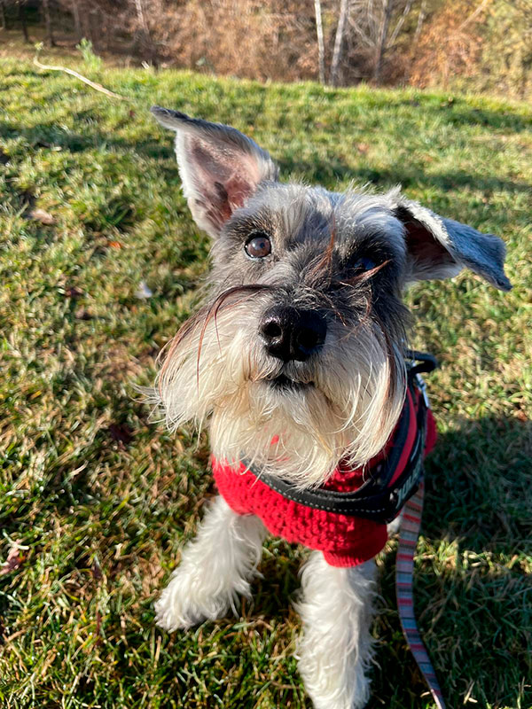Senderismo con perros cerca de Madrid
